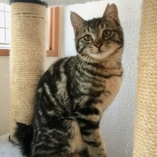 お見合いが決まりましたので募集を一時停止します