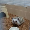 もんじゅうろう