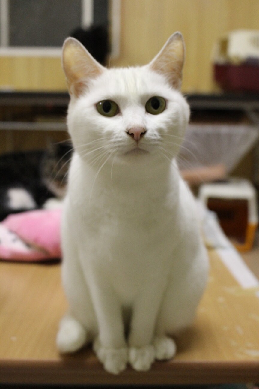美人なホワイティちゃん 福島県 猫の里親募集 ペットのおうち 月間利用者150万人