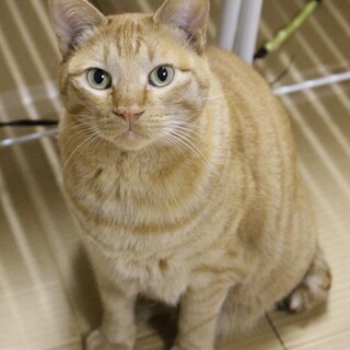 構ってちゃん、ちゃっぴぃ！家族を待っています。