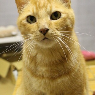 とっても優しい、じゃい！家族を待っています。