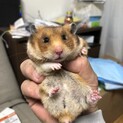 おとなしいゴールデンハムスター