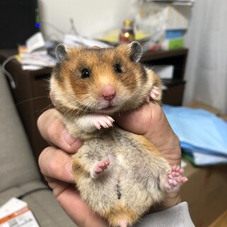 おとなしいゴールデンハムスター