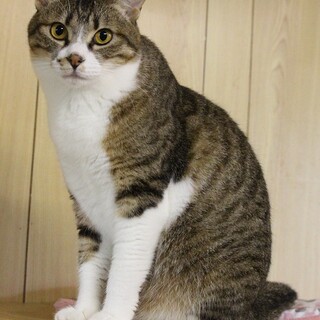 美人で可愛らしいおくに！家族を待っています。