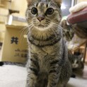 目が大きい、たま！家族を待っています。