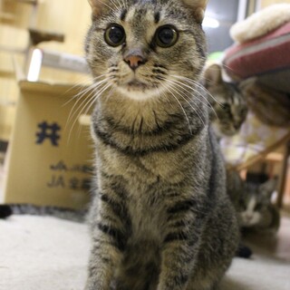 目が大きい、たま！家族を待っています。