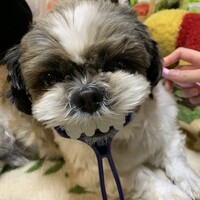 さくぞう