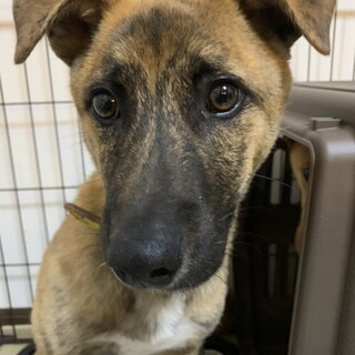 ふう・雑種・５か月の子犬・オス・去勢済