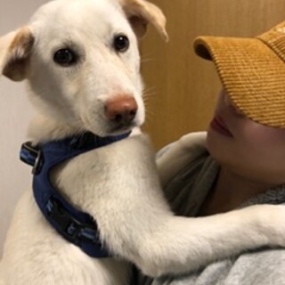 かず・雑種・５か月の子犬・オス・去勢済