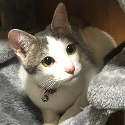 猫はコロナウィルスに感染する？