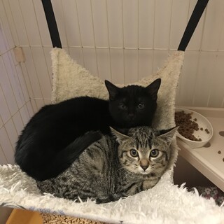 緊急里親募集中！！