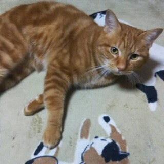 タビー柄の男の子・そうすけ！