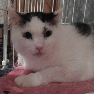 緊急里親募集中！！