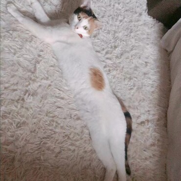 美脚のハラミちゃん