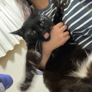 ツライ猫生を送ってきた甘えたな黒猫に愛の手を