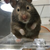 はむ美