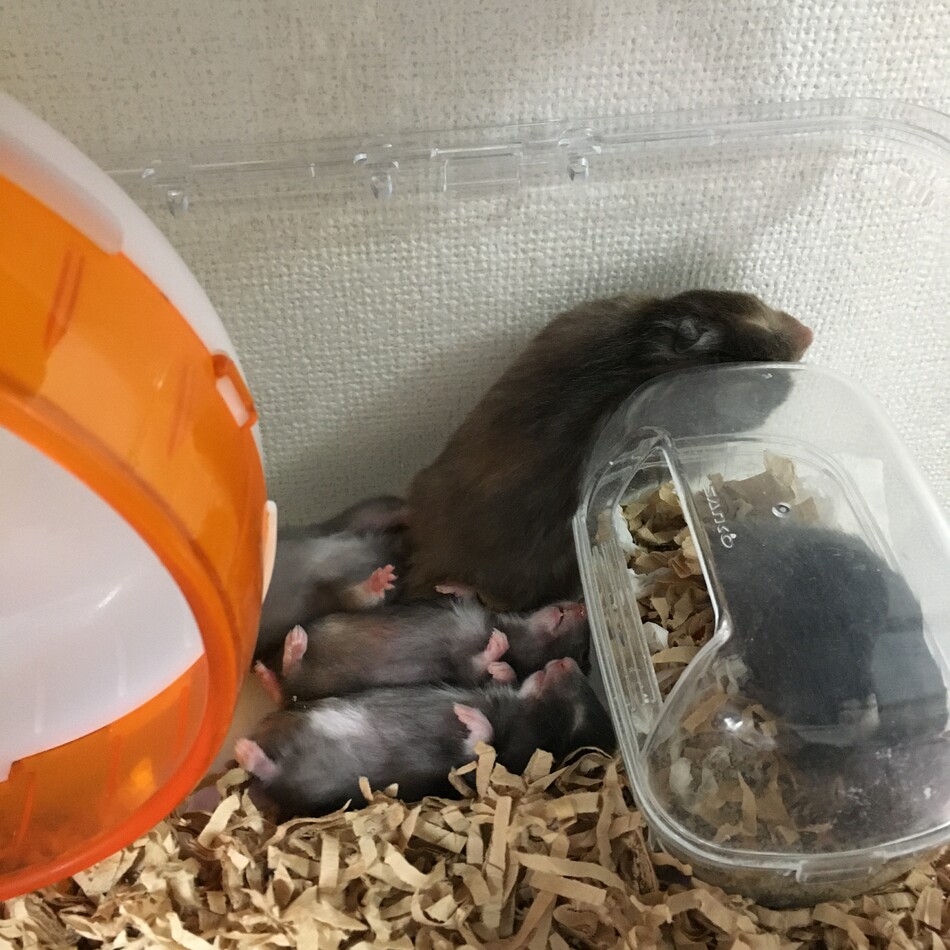はむ美のカバー写真