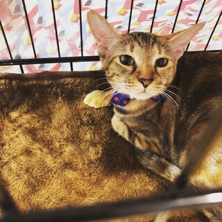 麦わら女子・ホタテちゃん♡