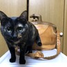 タヌきゅん