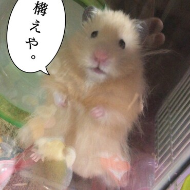お笑い担当なカフェラテさん