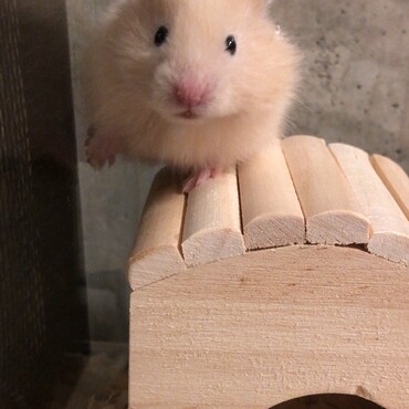 ベビハム時のカフェラテさん