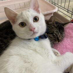 ねこのWa猫譲渡会