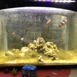 カクレクマノミ　キイロサンゴハゼ　他