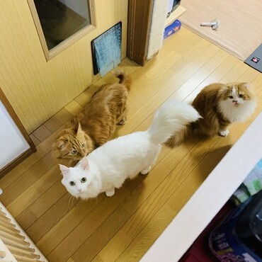 サッスー（Sassue）の写真