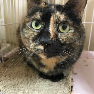 猫とまったり暮らしたい方にオススメです♪