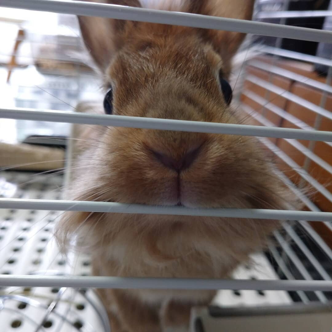 少し怖がりさんなライオン 東京都 小動物の里親募集 ペットのおうち 月間利用者150万人