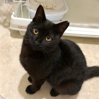 超フレンドリーな黒猫ちゃん( 3/15 譲渡会 )