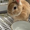 ネザーランドドワーフ　オス　 サムネイル3