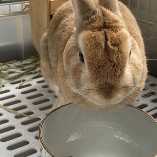 ネザーランドドワーフ　オス　