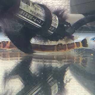 グリーンネオン・クーリーローチなど