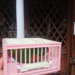 「ゴシキちゃん元気になって」サムネイル3