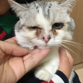 短足ミヌエットの男の子