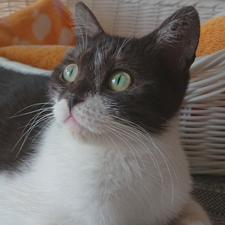 ★珍しいスモーク黒白の女の子