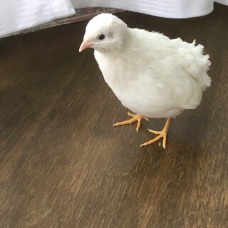 【一時募集停止】姫うずら