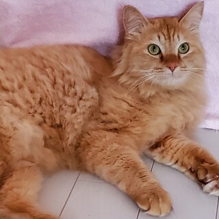 長毛茶トラの 可愛い子 動画あり