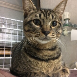 穏やかでお利口！ネビルくん☺︎