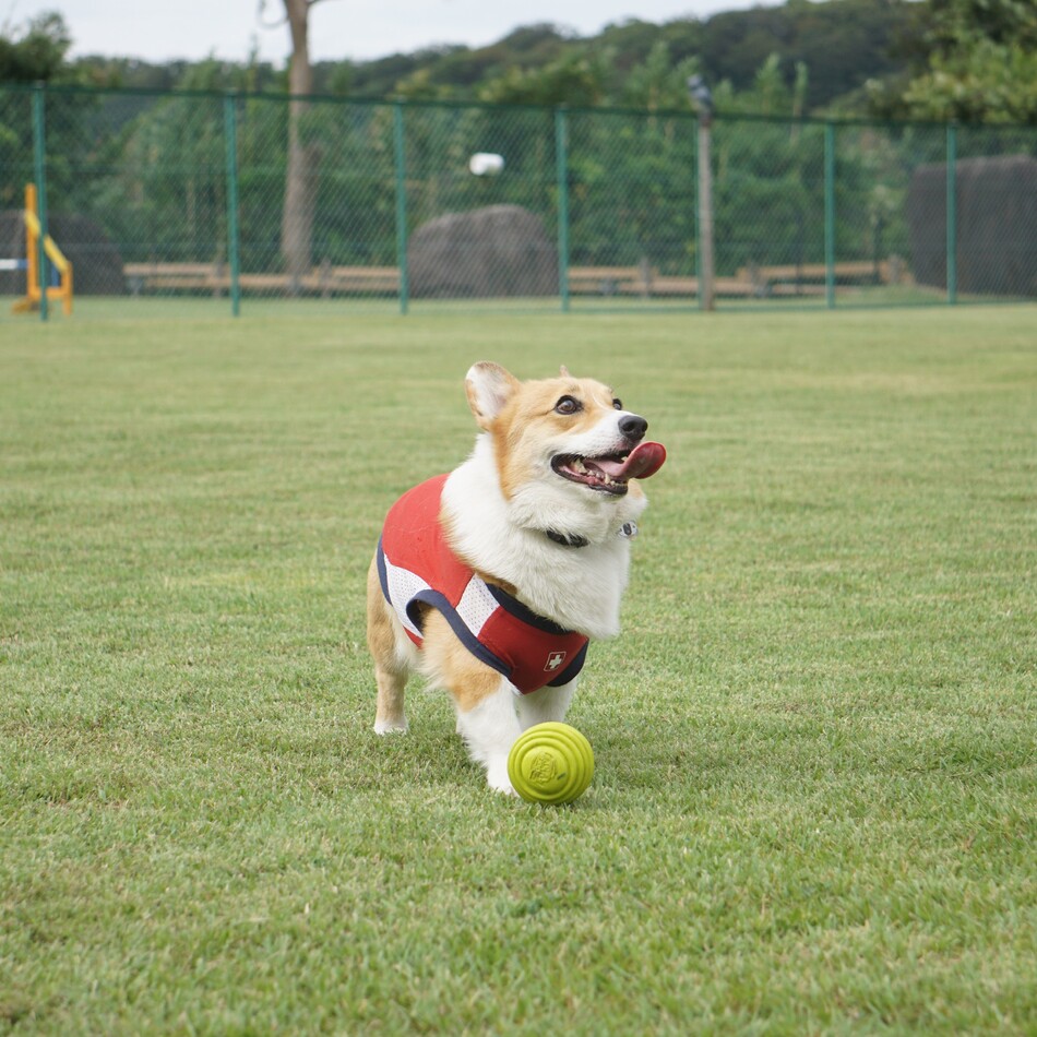 銀（ギン）のカバー写真