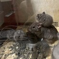 デグー 
