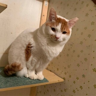 コロンと短足♡めるちゃん約５才
