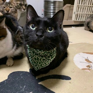 ムチムチアトム♡