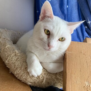 白猫の王子様　ボリー君