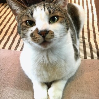 キジ白男子、２歳