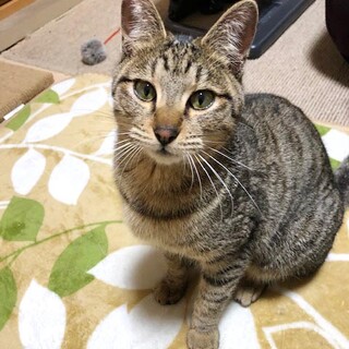 甘えたでかまってちゃんのレオくん♪