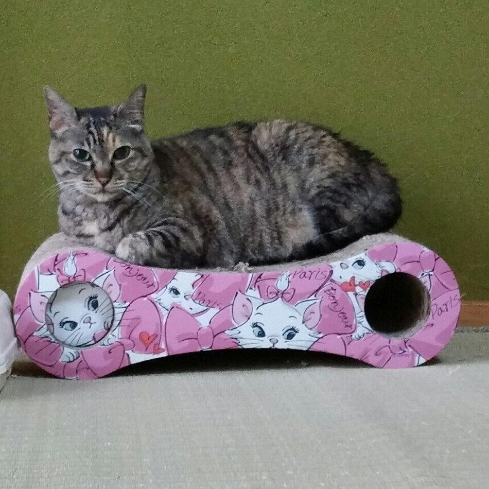 リルのカバー写真