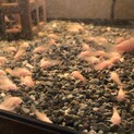 コリドラス  アルビノ稚魚
