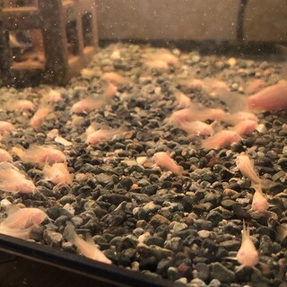 コリドラス  アルビノ稚魚